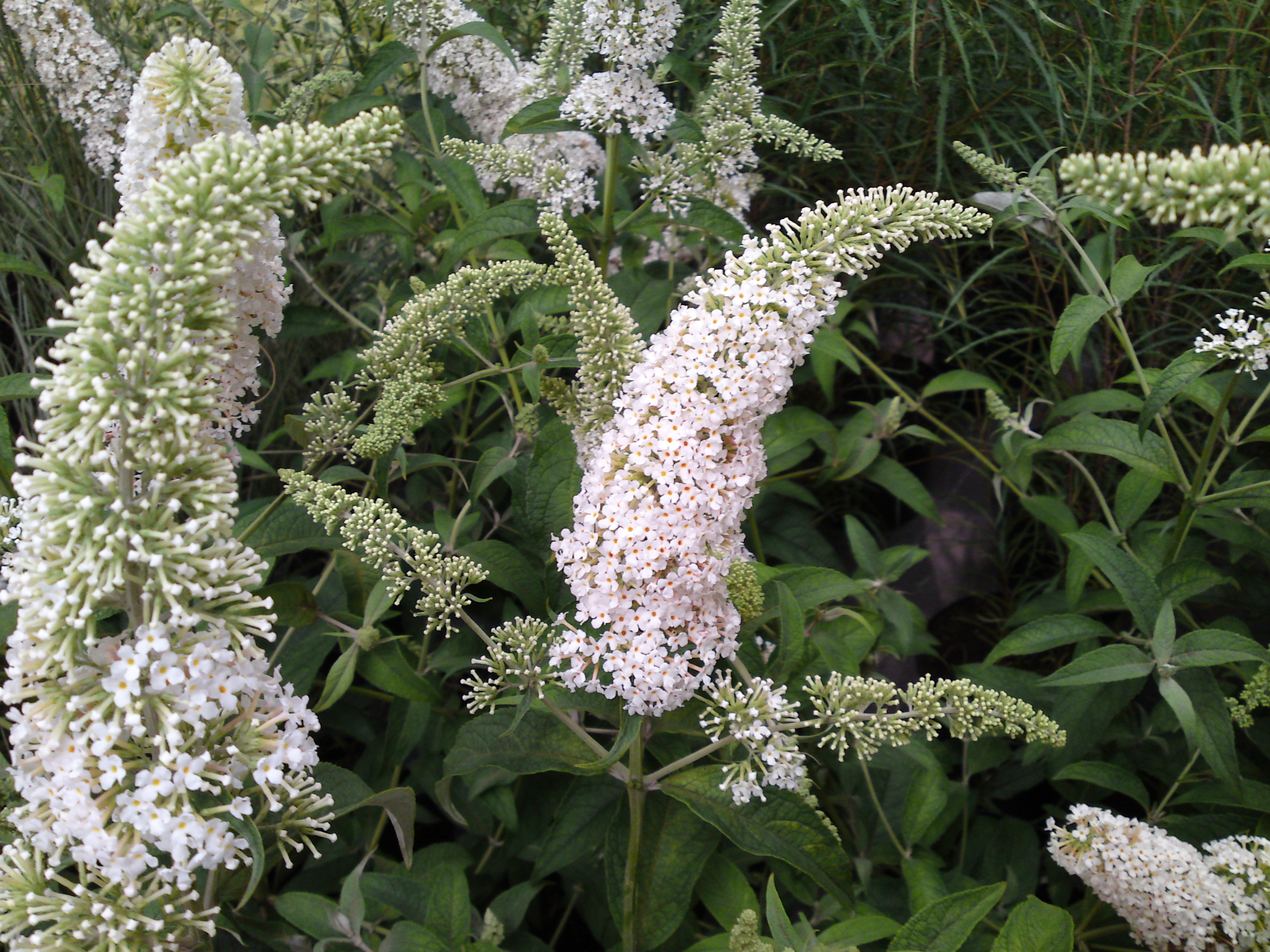 BUDDLEJA davidii ´Rêve de Papillon® White´
