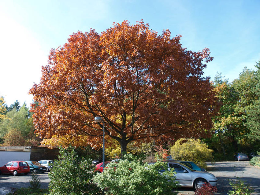 American Red Oak, Northern Red Oak 