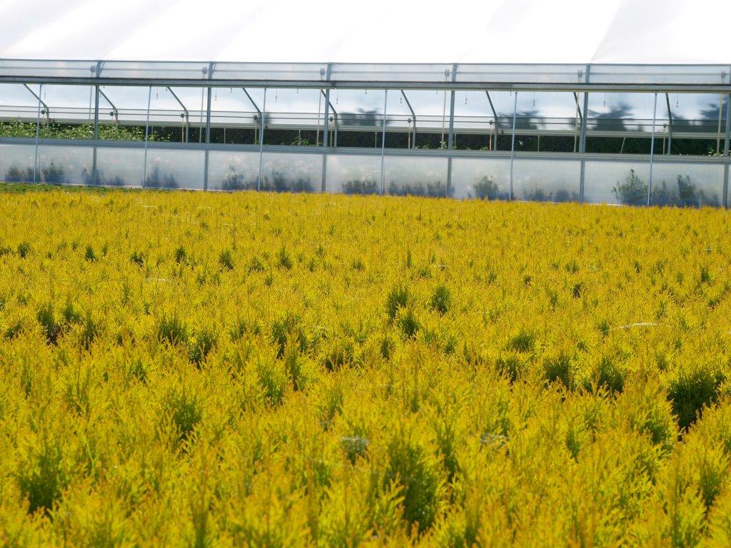 thuja-occidentalis-golden-smaragd-14