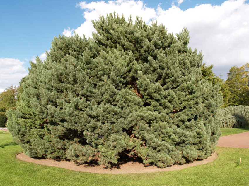 PINUS sylvestris ´Watereri´