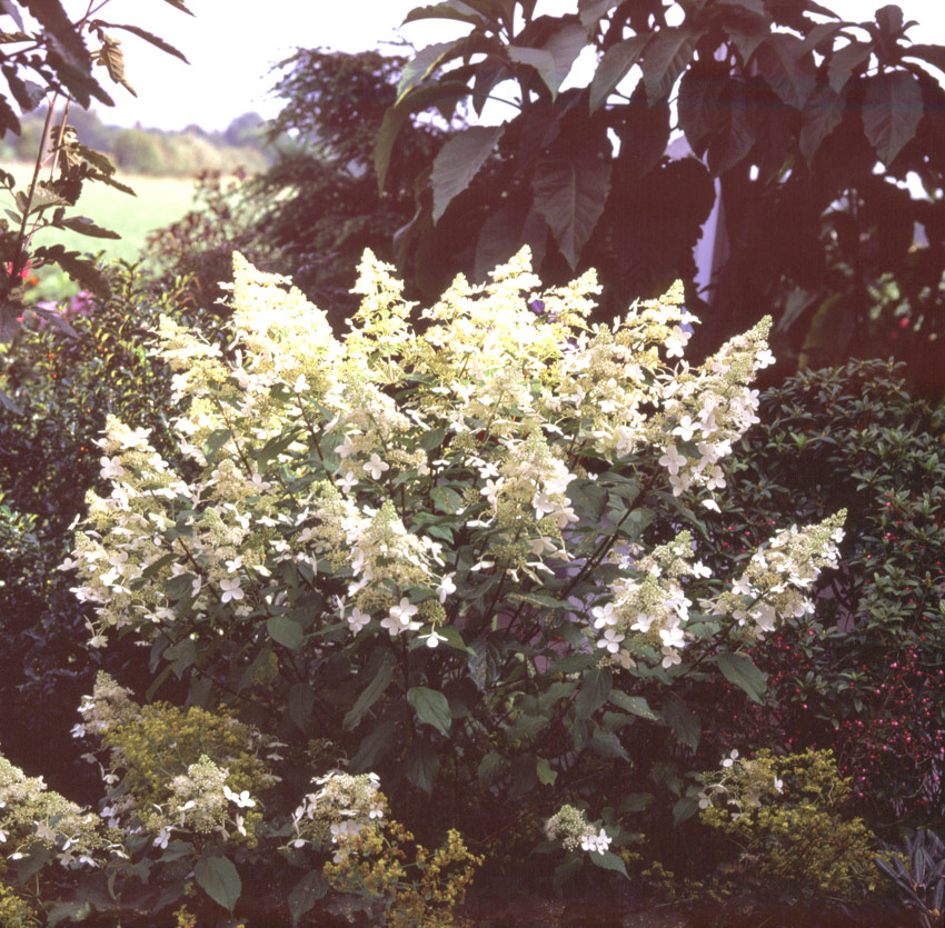 hydrangea-paniculata-kyushu-4