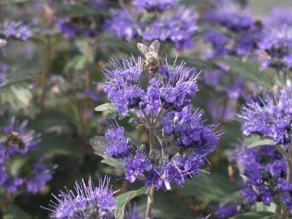 caryopteris-grand-bleu54dc7d0fdb23d