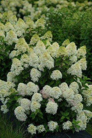 hydrangea-quick-fire-fab-2