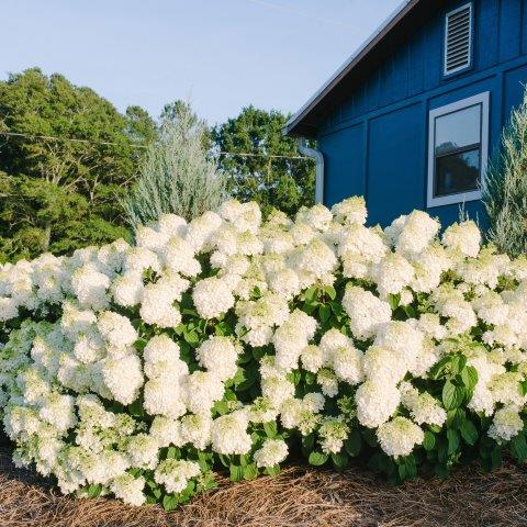 Hydrangea_Little_Hottie