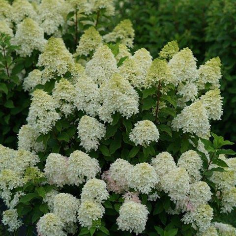 hydrangea-quick-fire-fab-sq