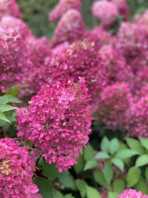 HYDRANGEA-paniculata-Pinkachu-37