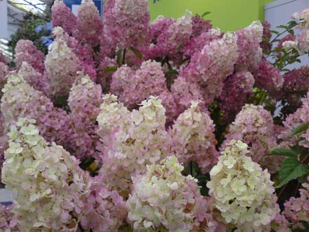 hydrangea-paniculata-sundae-fraise-4
