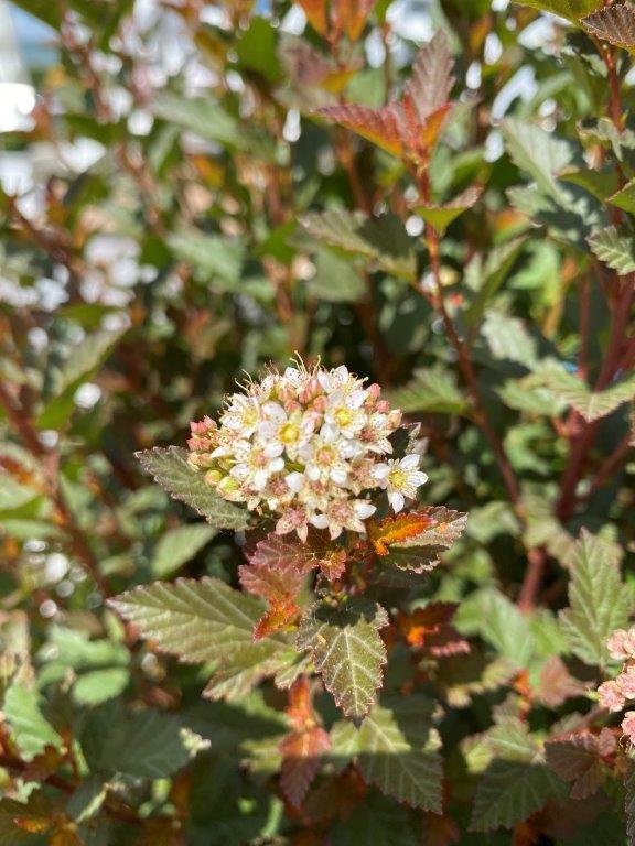 PHYSOPCARPUS-opulifolius-Sweet-Cherry-Tea-57