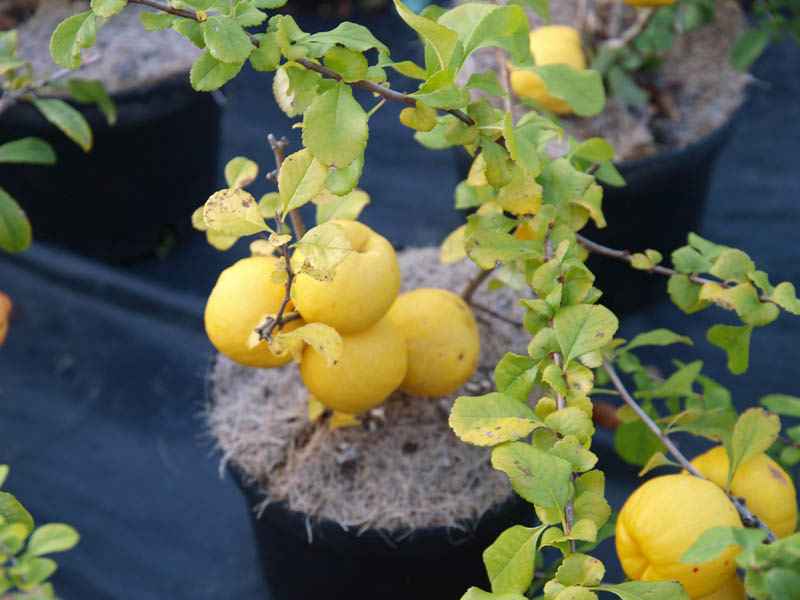 chaenomelis-japonica-cido