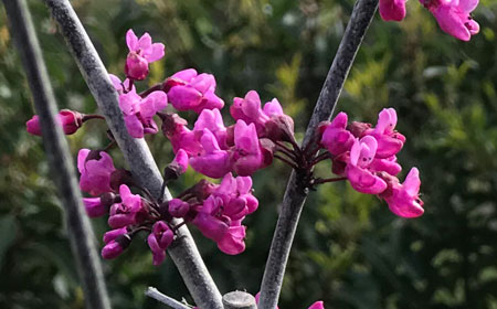 Cercis-canadensis-Merlot