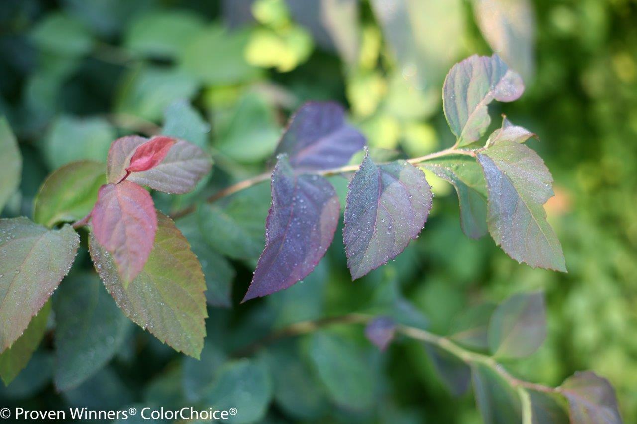 Spiraea-double_play_blue_kazoo-4