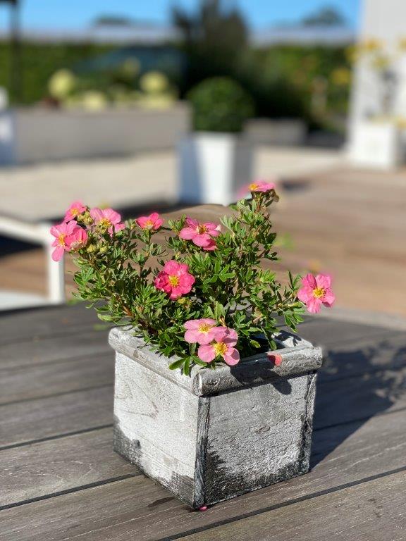 POTENTILLA-fruticosa-Lovley-Pink-25