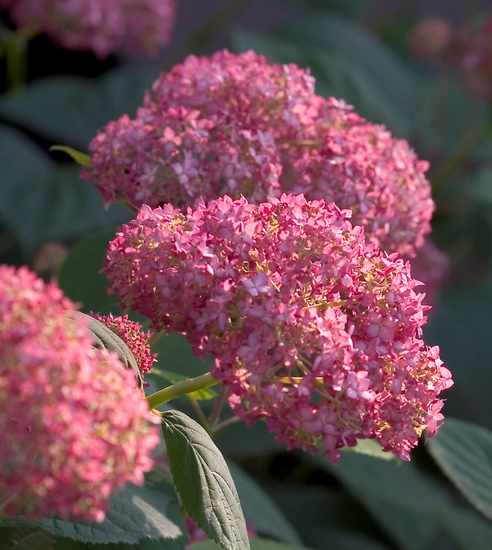 Hydrangea-Pink-Annabelle-2