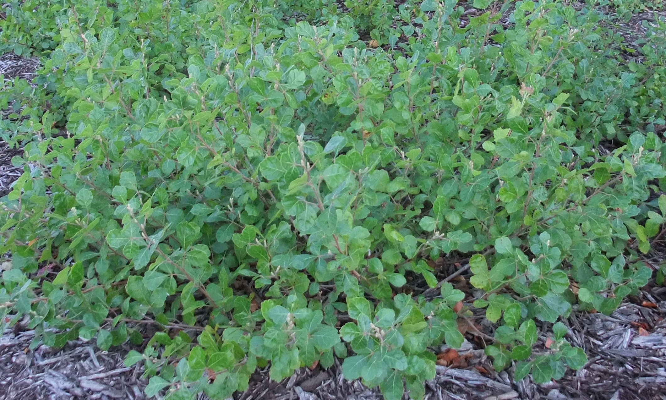 RHUS aromatica ´Grow-Low´