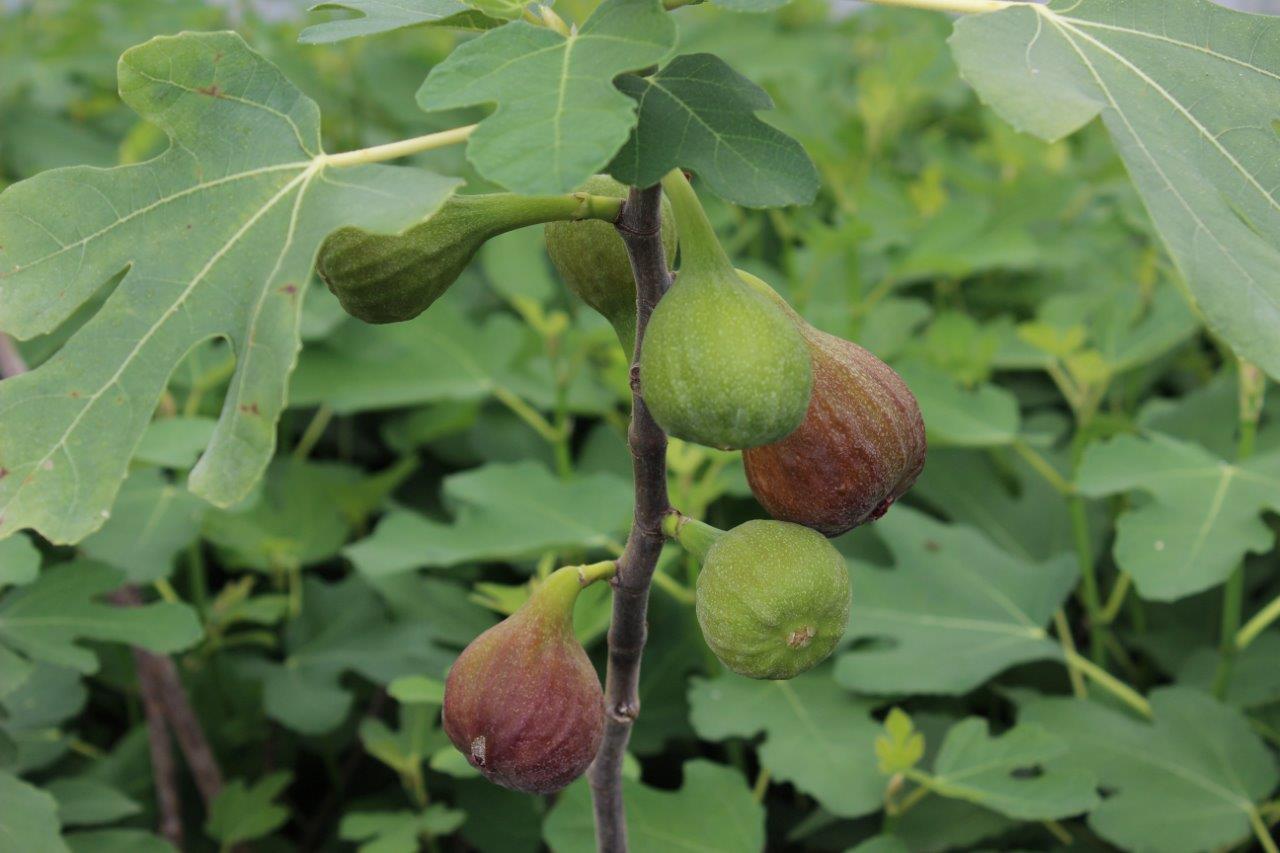 ficus-carica-aromabella-2