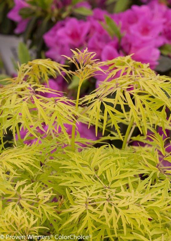 lemony_lace_sambucus-5