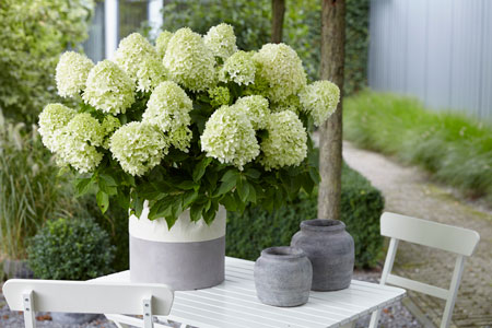 Hydrangea_Little-Spooky5