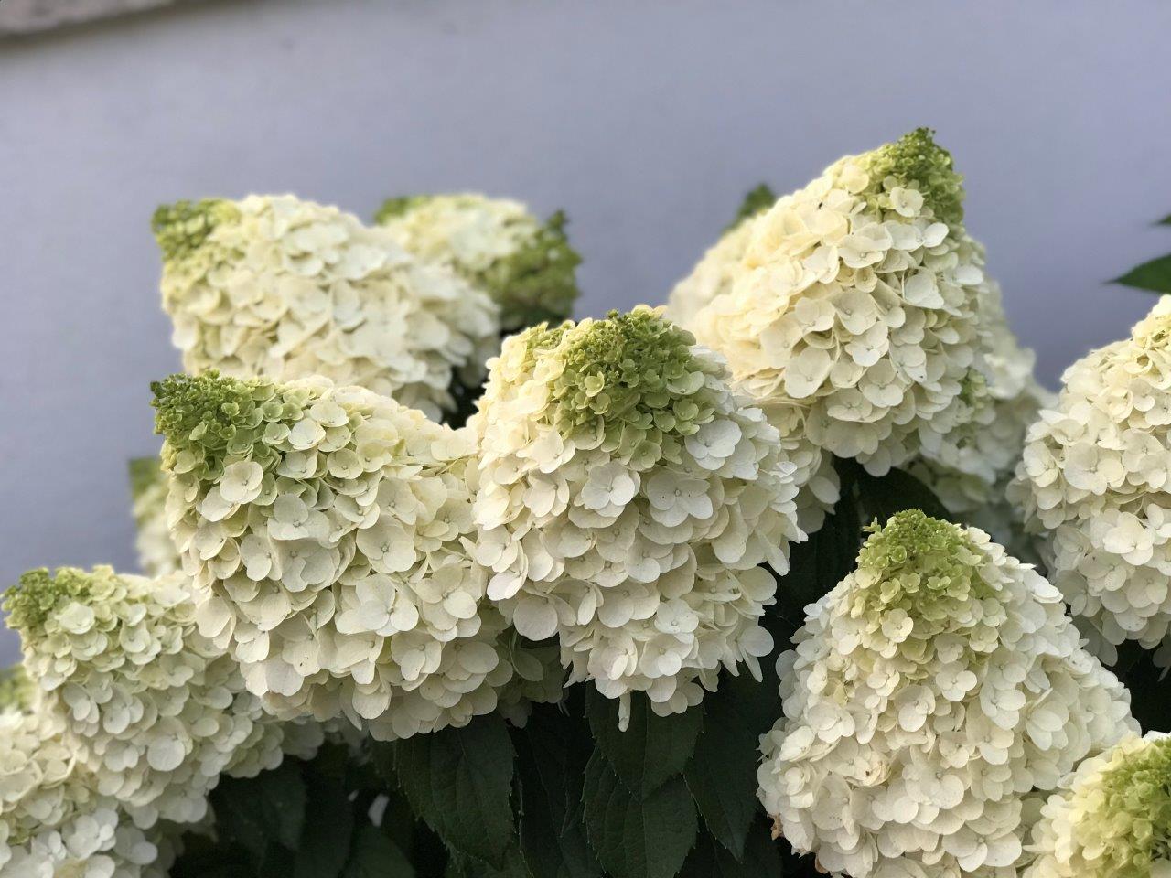 HYDRANGEA-paniculata-Magical-Mont-Blanc-29