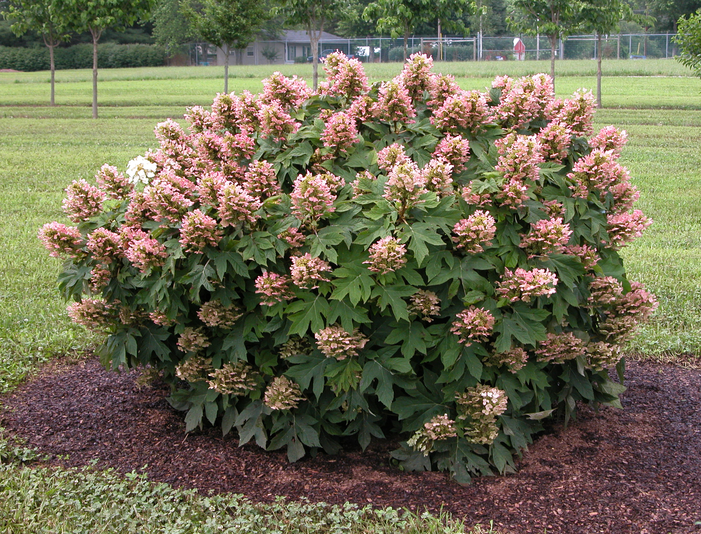 HYDRANGEA quercifolia ´Munchkin´