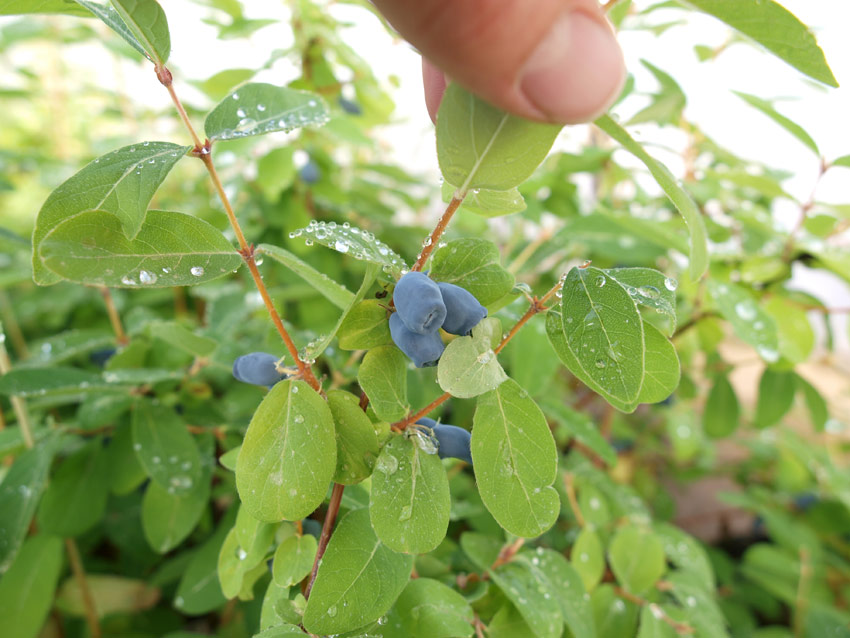 lonicera-kamtschatika-kalinka-indigo