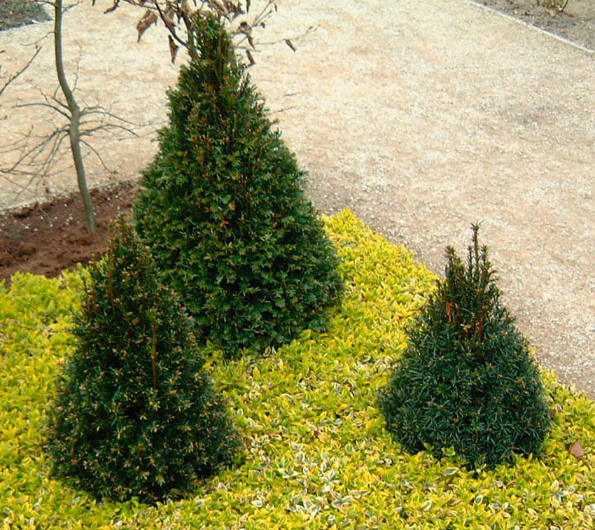 taxus-baccata-3