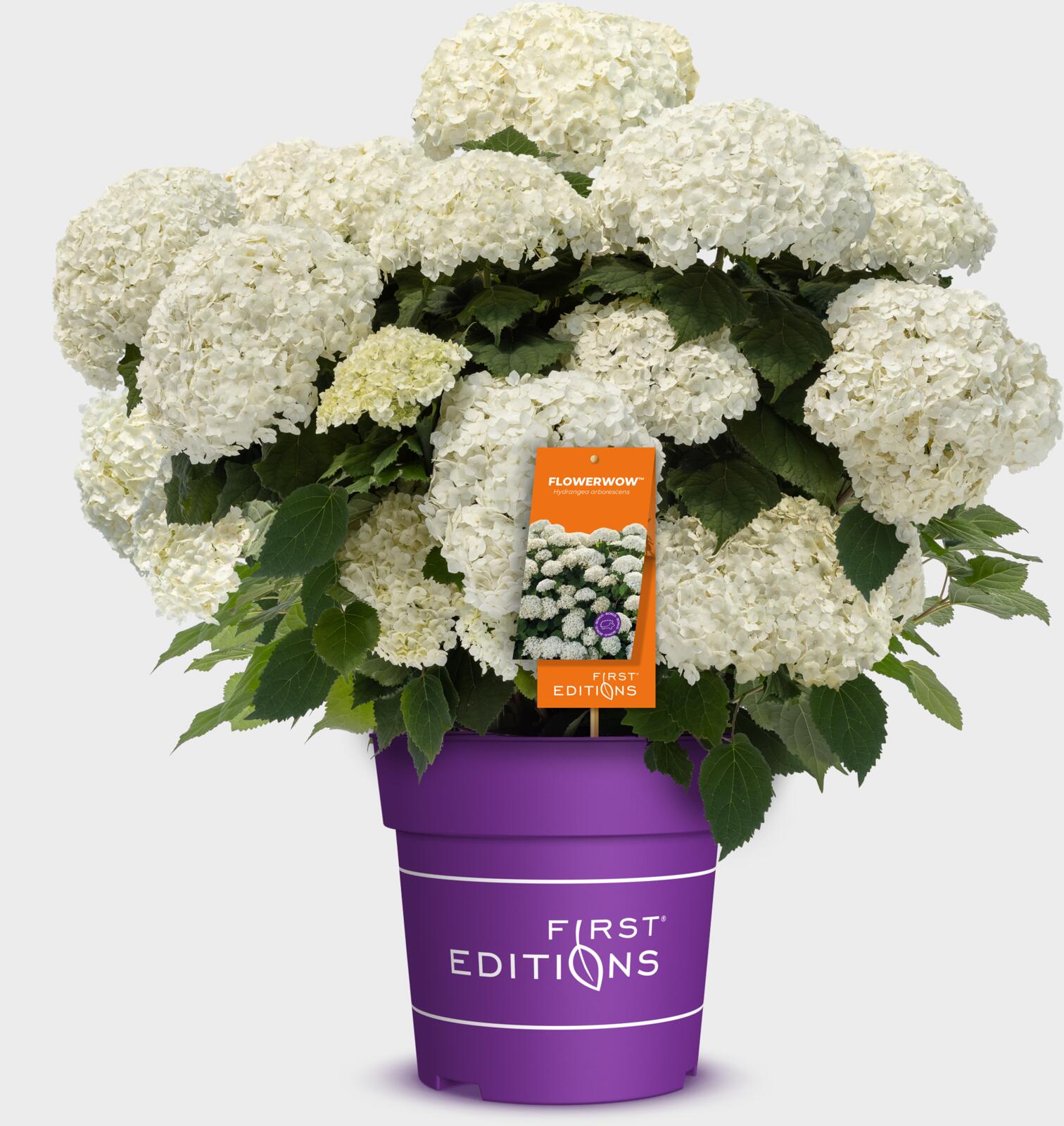 FlowerWow-mockup-packshot-label-1_preview