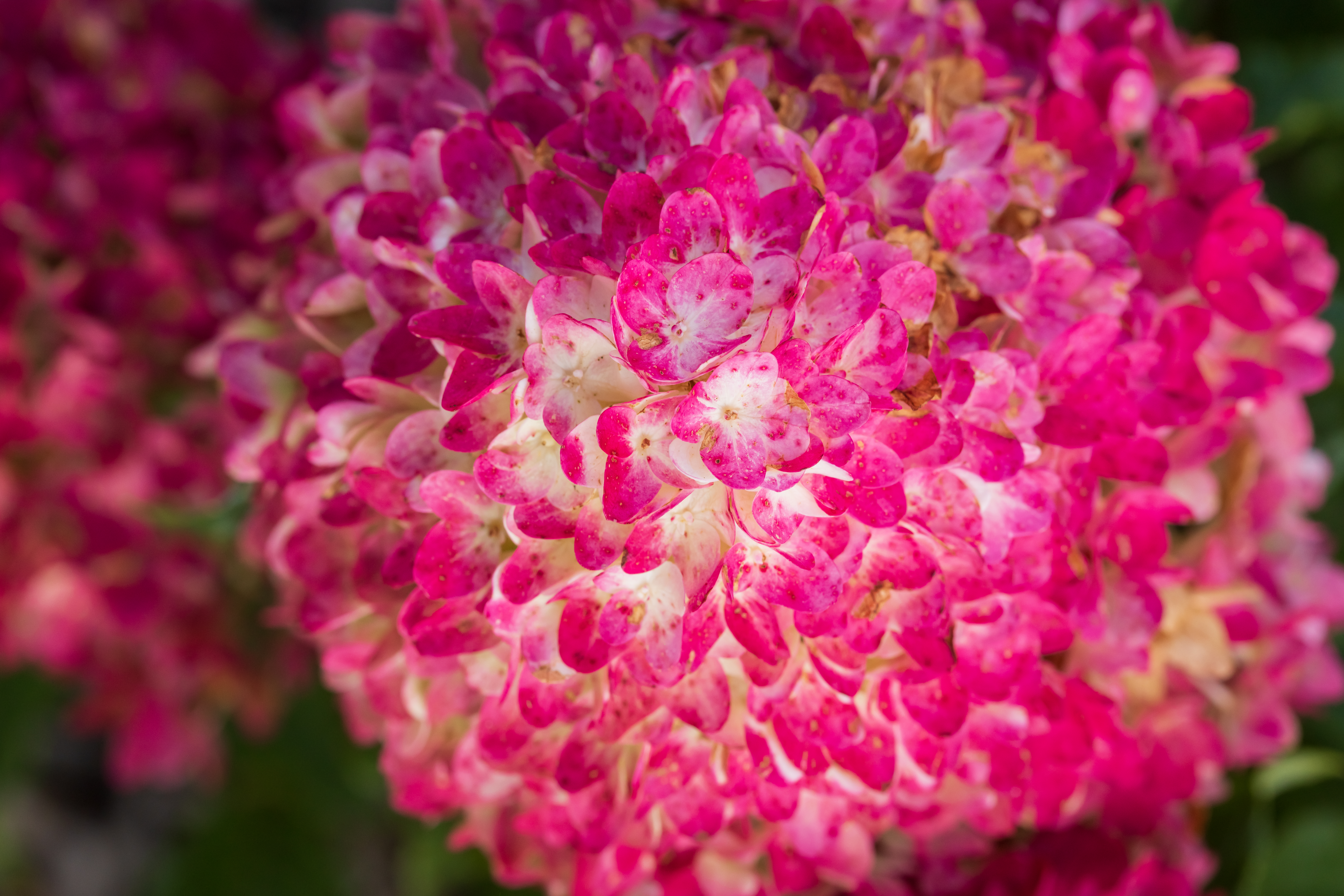 HYDRANGEA paniculata ´Spring Sizzle´® (´BAILPANTHREE´)Ⓢ FE®