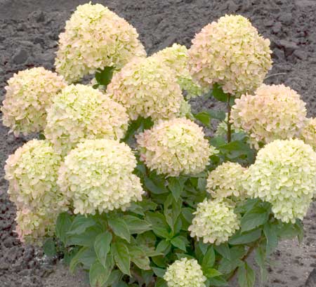 hydrangea-paniculata-little-lime4