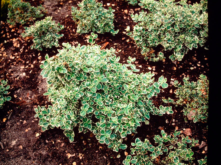 euonymus-fortunei-emerald-gaiety