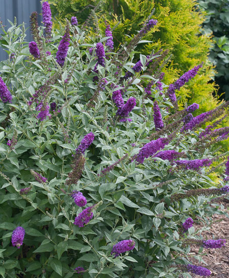 miss_violet_buddleia