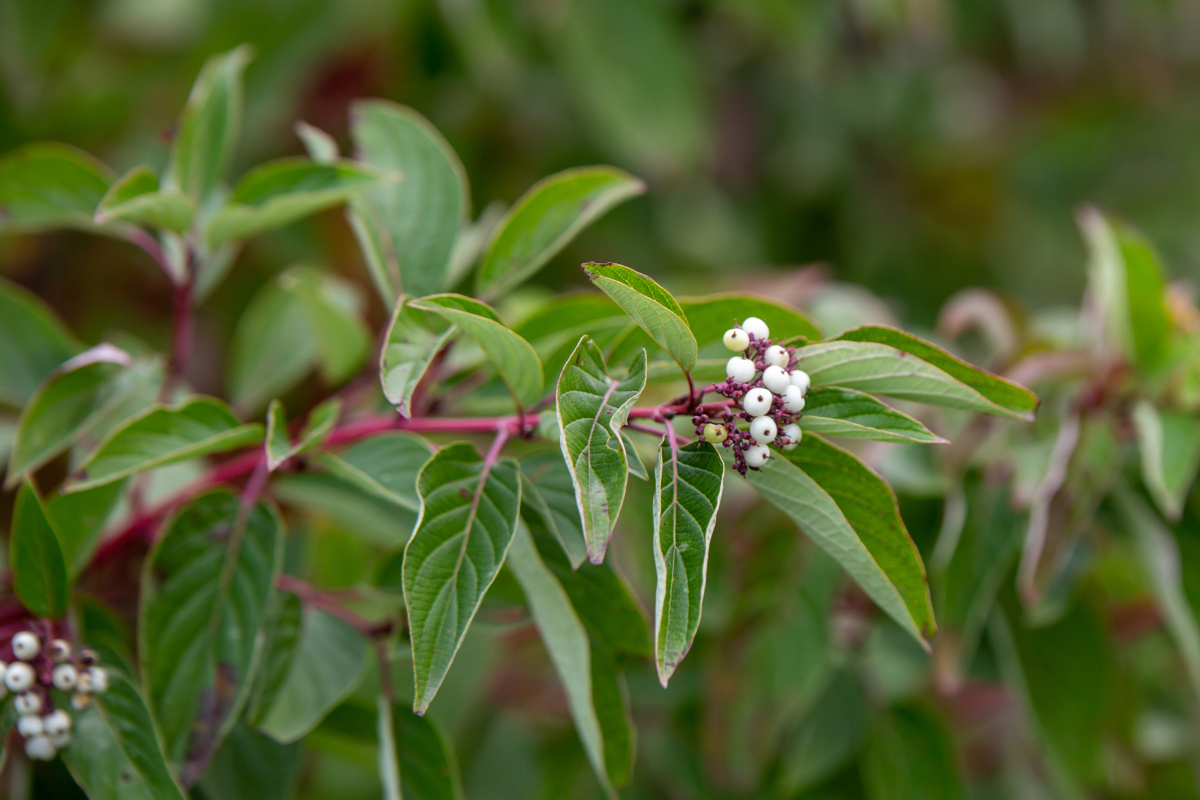 CORNUS sericea ´Firedance´ (´Bailadeline´)Ⓢ (=stolonifera ´Firedance´) FE®