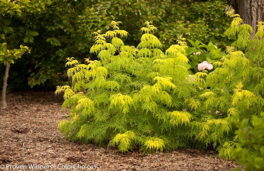 lemony_lace_sambucus_0