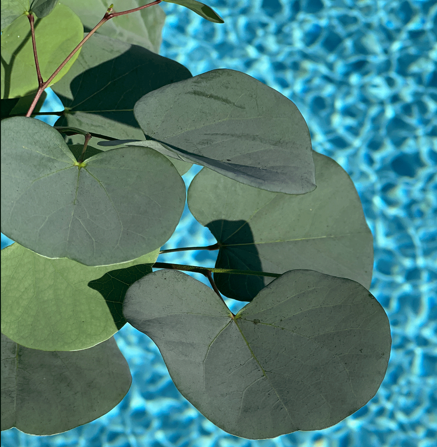 CERCIS griffithii ´Blue Lagoon´ (´RAFMAR1´)Ⓢ 