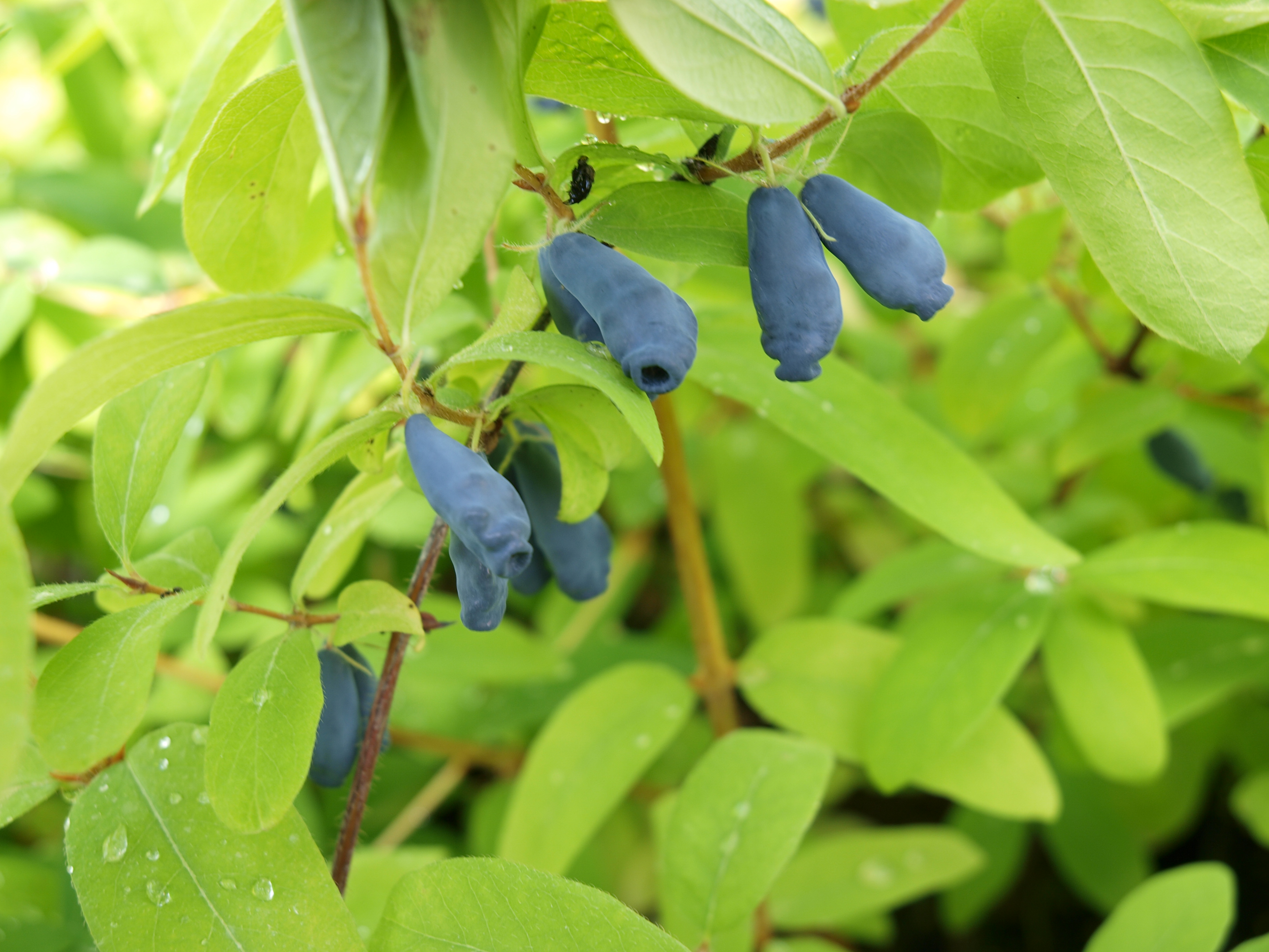 LONICERA kamtschatica ´Eisbär´ (´KOJULKE´) 