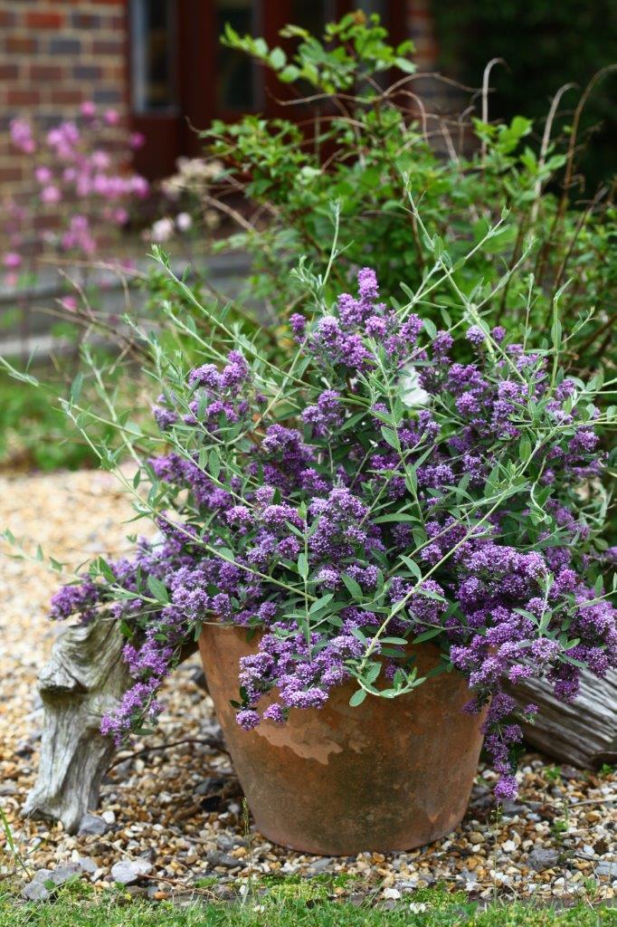 Buddleja-alternifolia-Unique-3