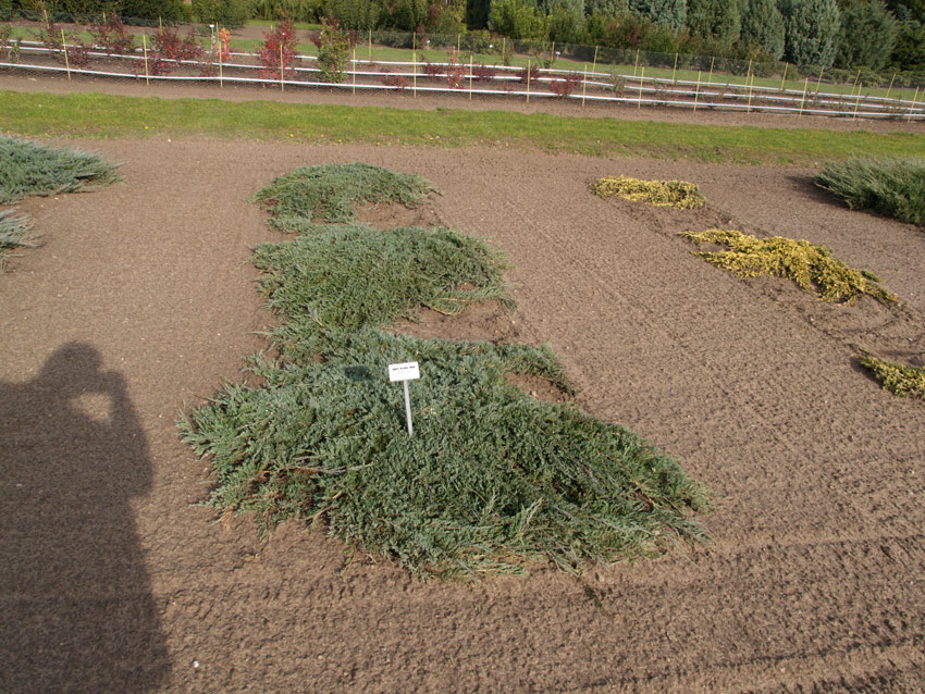 JUNIPERUS horizontalis ´Glauca´