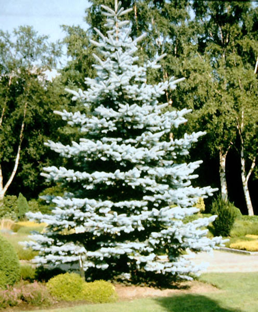 PICEA pungens ´Hoopsii´
