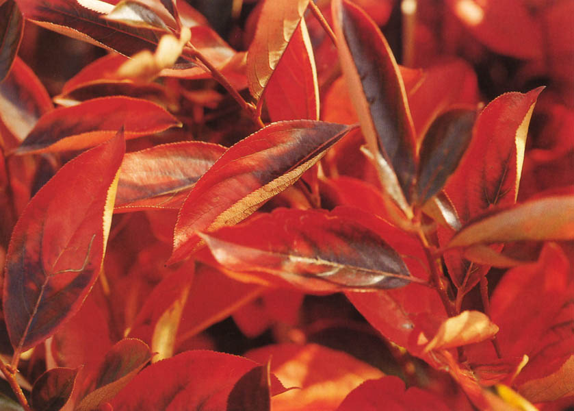 aronia-melanocarpa-hugin-3