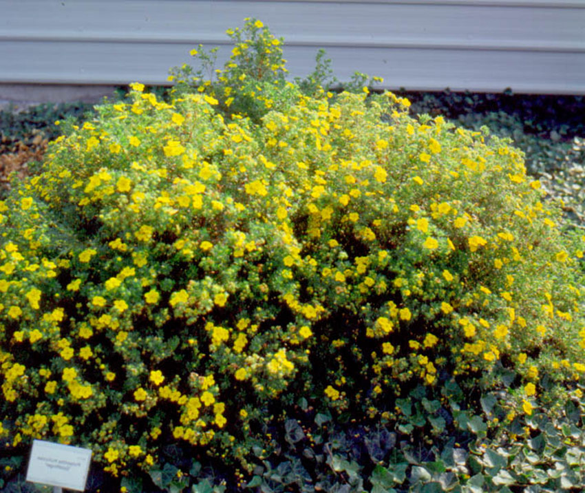 potentilla-fruticosa-goldfinger-3