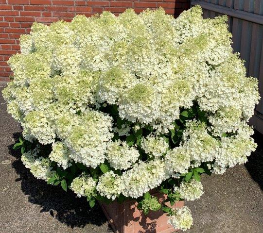 HYDRANGEA-paniculata-Bobo-24S1LEquJGMiJaf