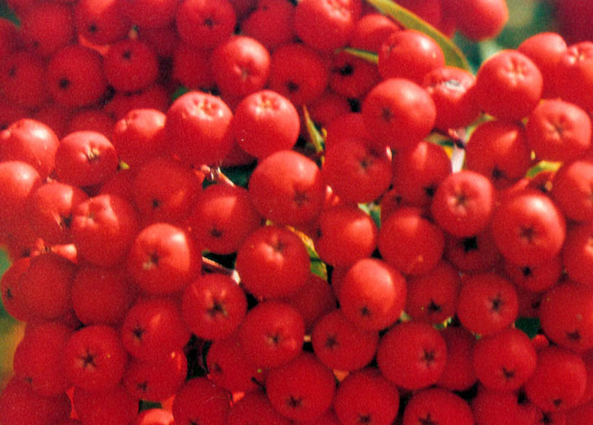 SORBUS aucuparia