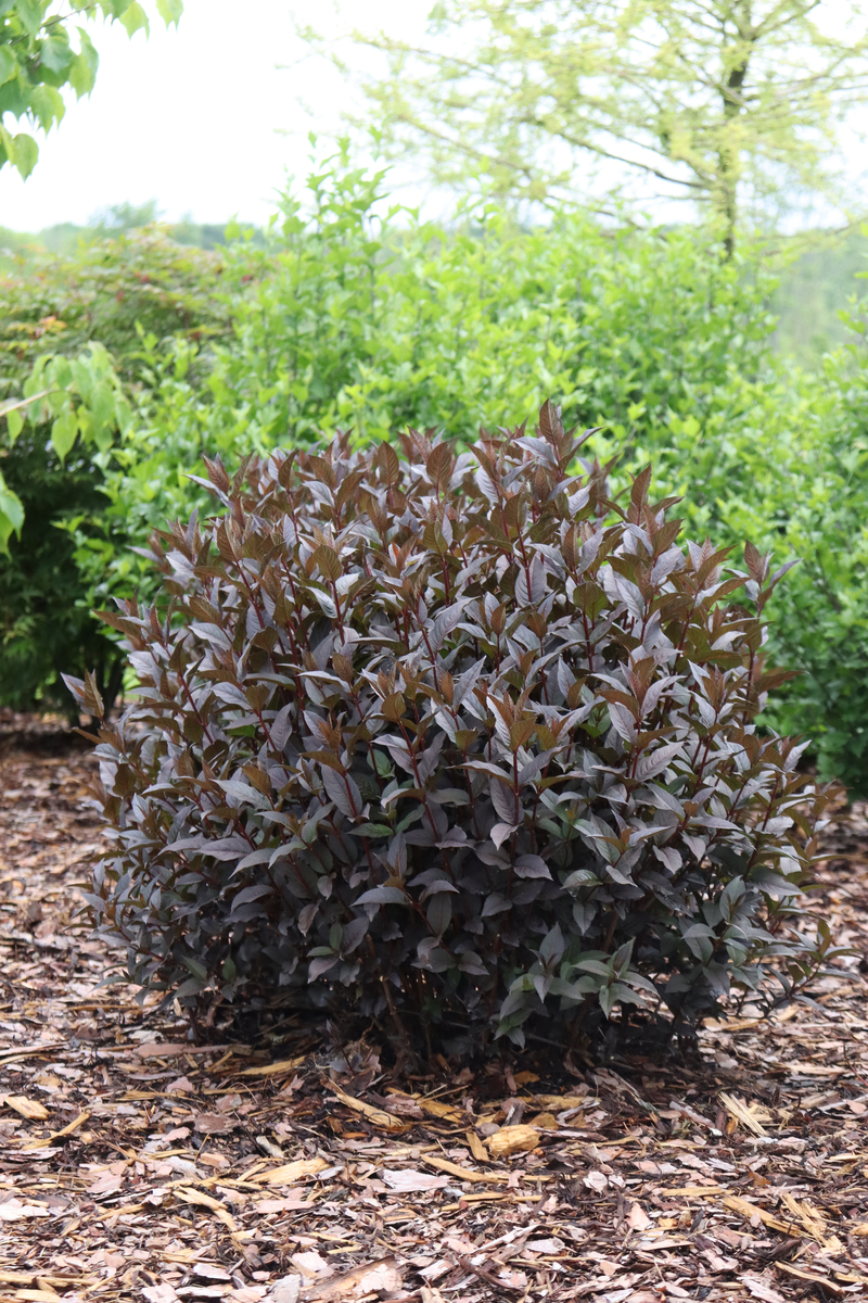 Diervilla rivularis ´Kodiak® Jet Black´ (´SMNDSN’)Ⓢ PW® 
