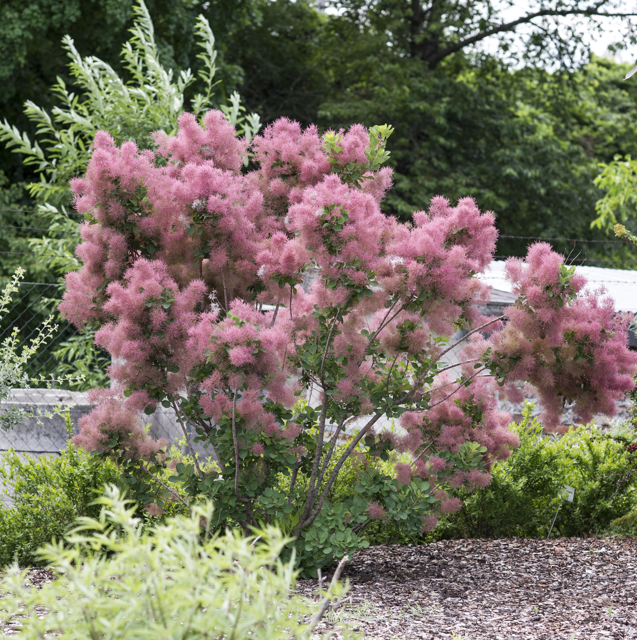 COTINUS coggygria ´Smokey Joe´ (´Lisjo´)Ⓢ