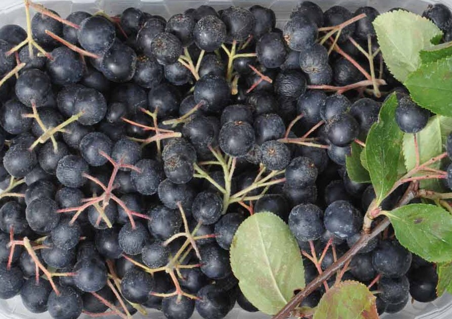 ARONIA prunifolia ´Viking´ (= melanocarpa ´Viking´)