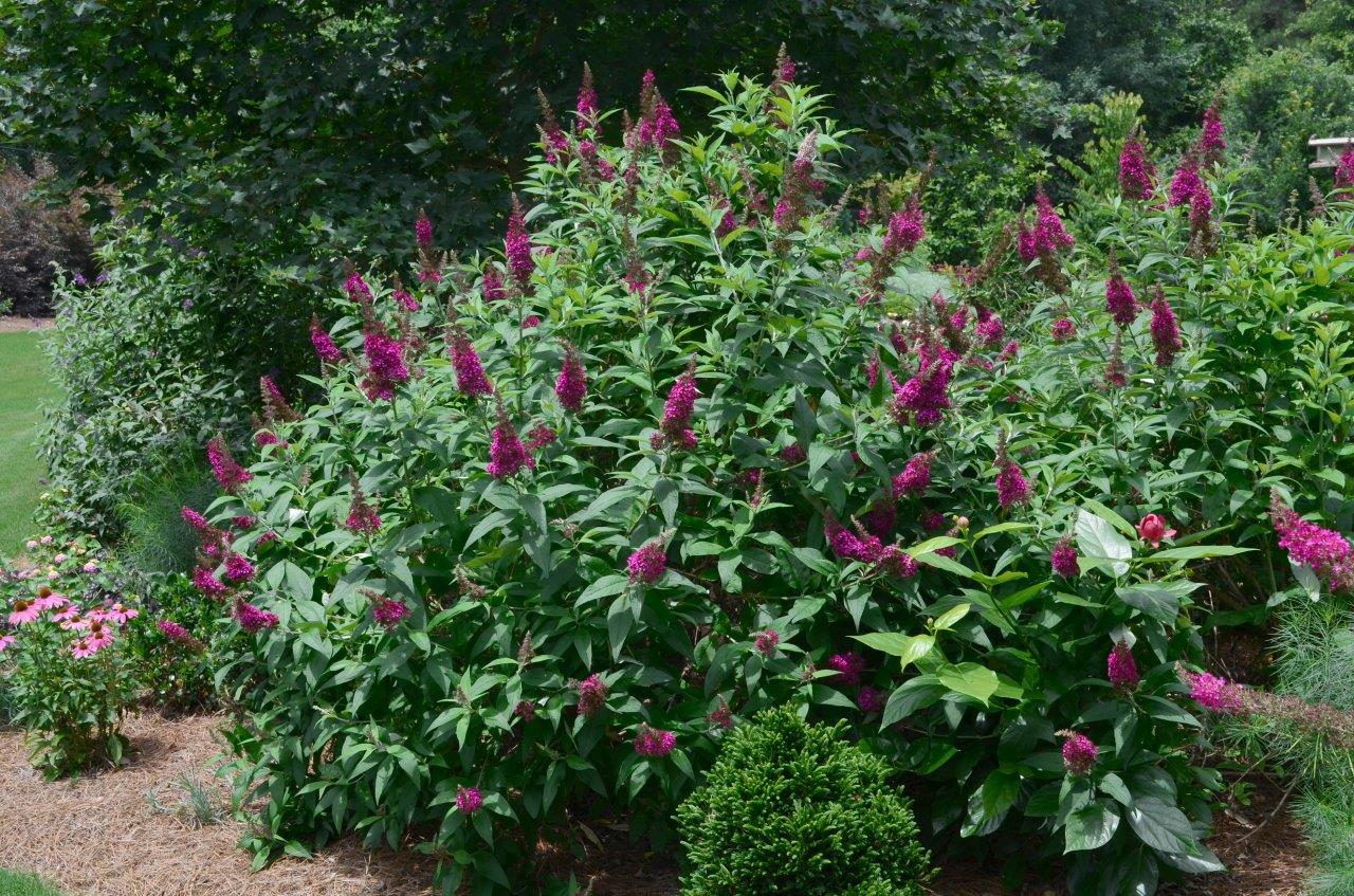 BUDDLEJA-davidii-Funky-Fuchsia-3