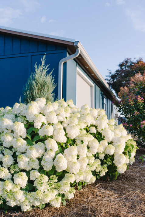 HYDRANGEA-pan-Little-Hottie-1