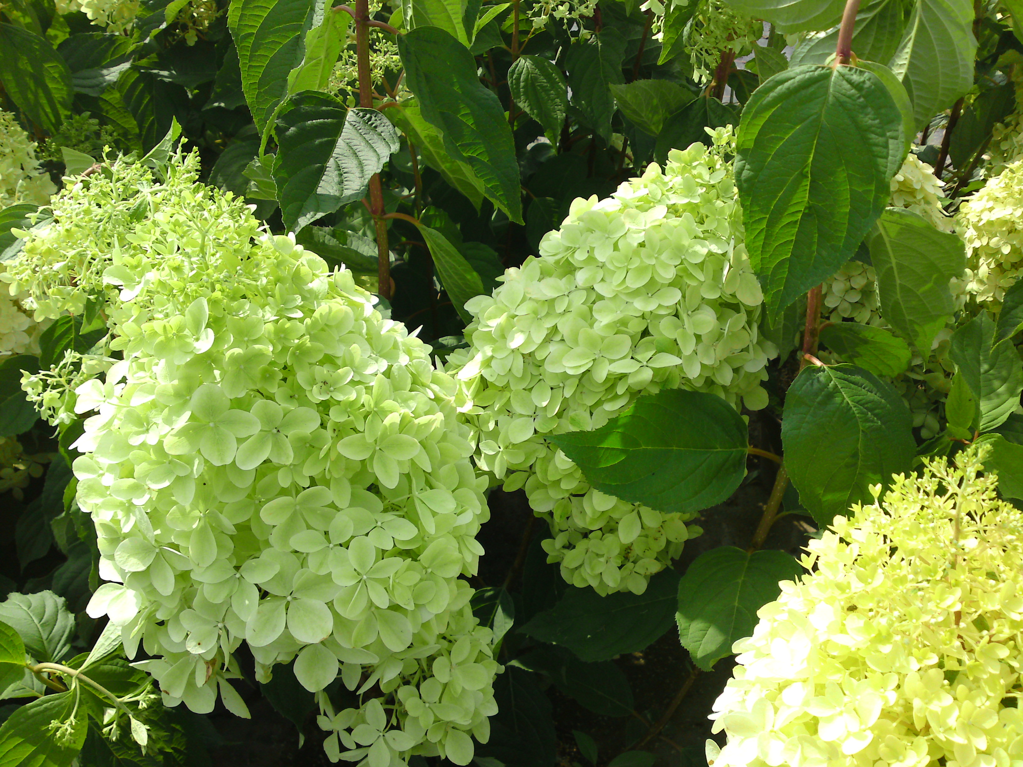 HYDRANGEA paniculata ´Phantom´
