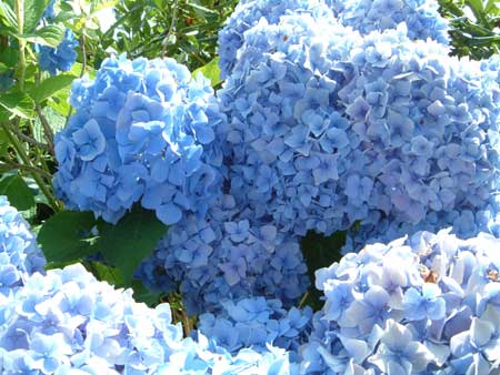 hydrangea-macrophylla-bouquet-rose-1