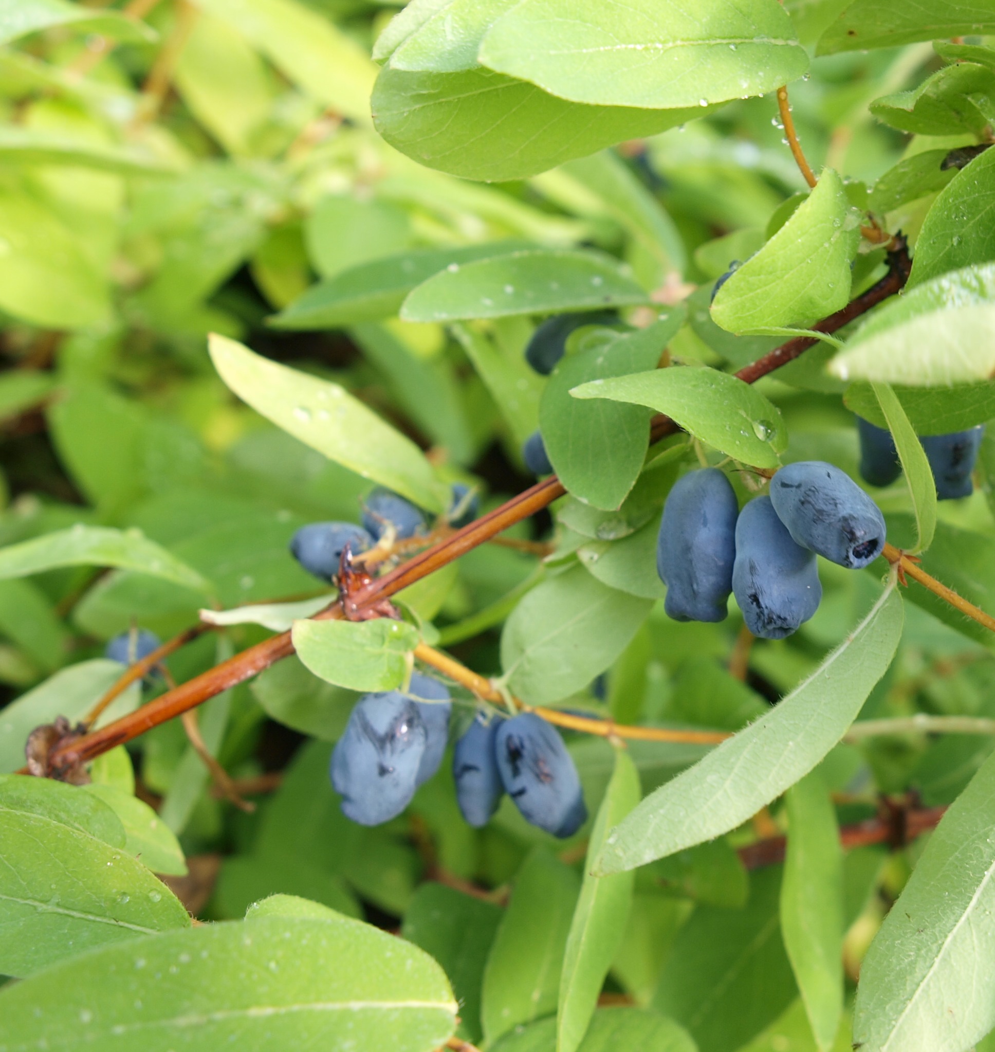 LONICERA kamtschatica ´Kalinka´® (´KOJULKK´)