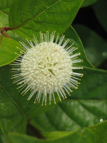 Cephalanthus-burnsii-First-Editions-Fiber-Optics-4